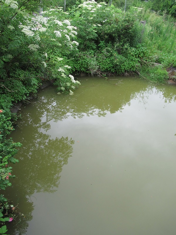 Elderberries reflected in pond