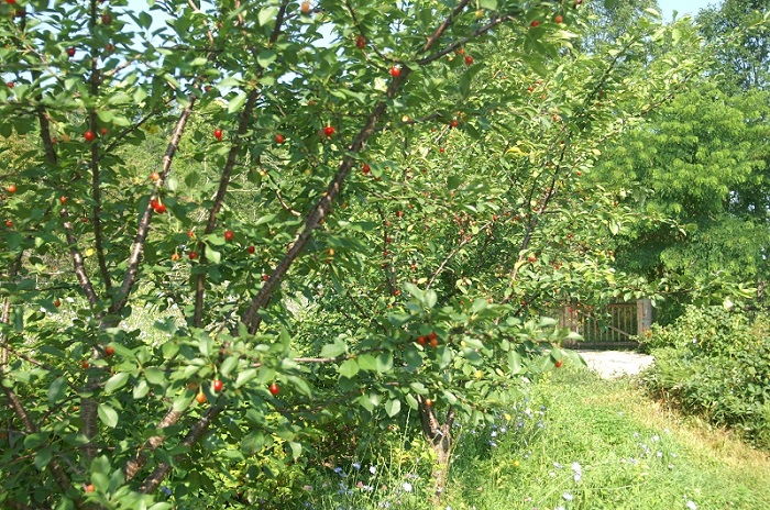 Ripe cherries