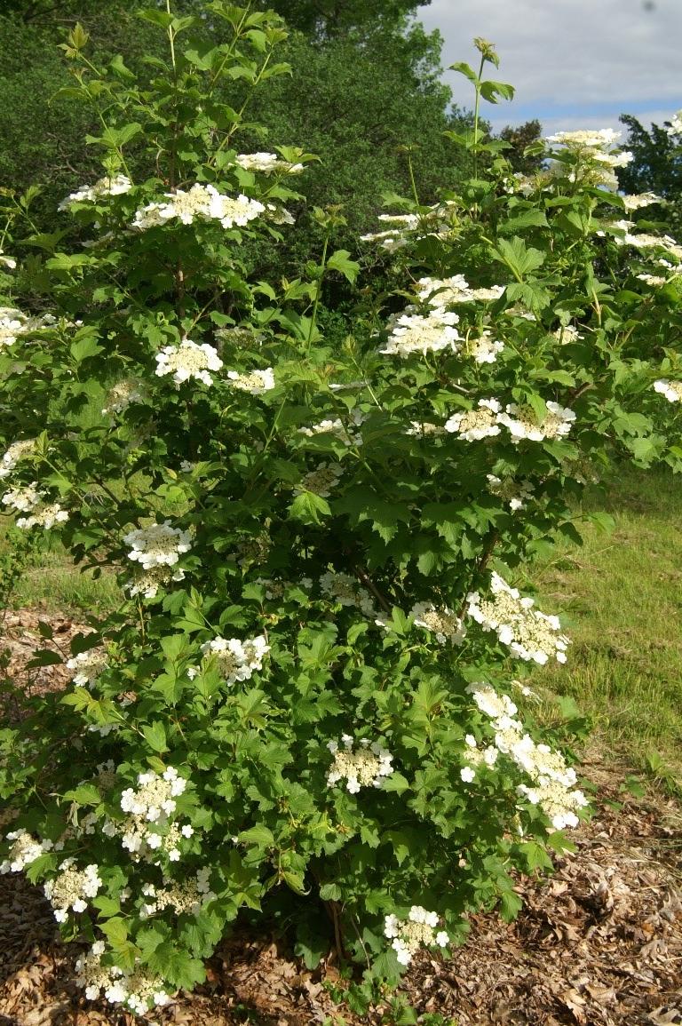 High Bush Cranberry in Bloom