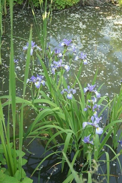 Blue flag in pond