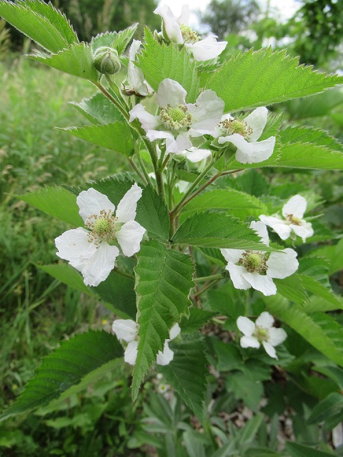 Blackberry blossoms