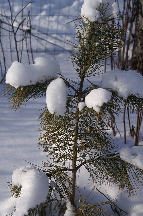 Korean nut pine in winter