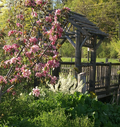 Crabapple landscape