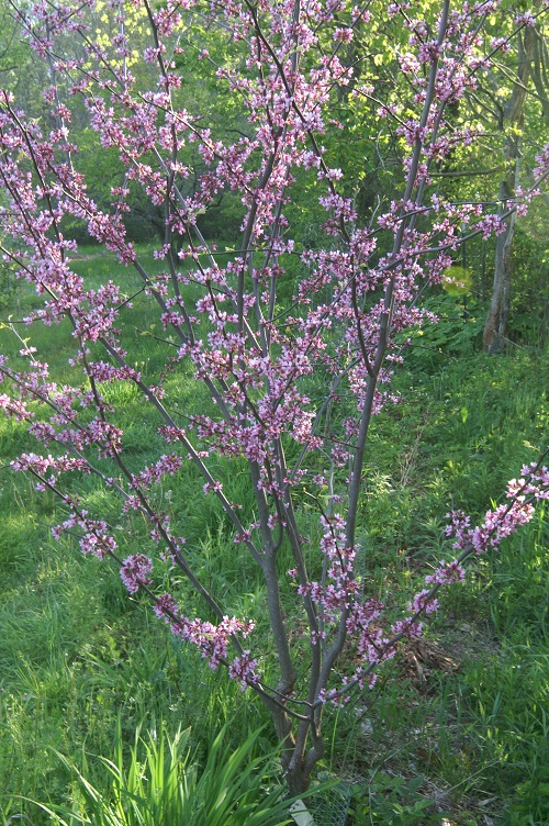 Redbud