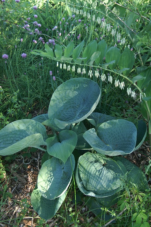 Hosta and giant solomon