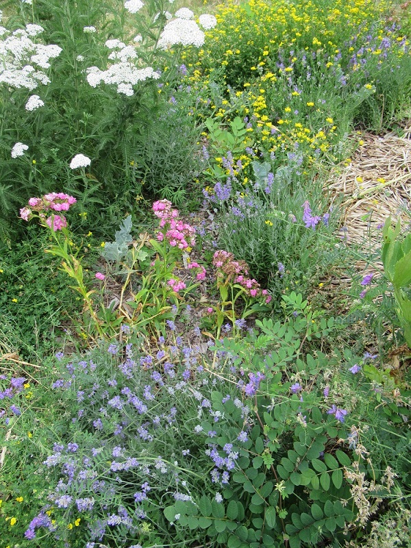 Sunny and dry garden in end of June