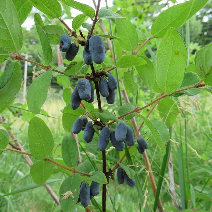 Ripe honeyberries