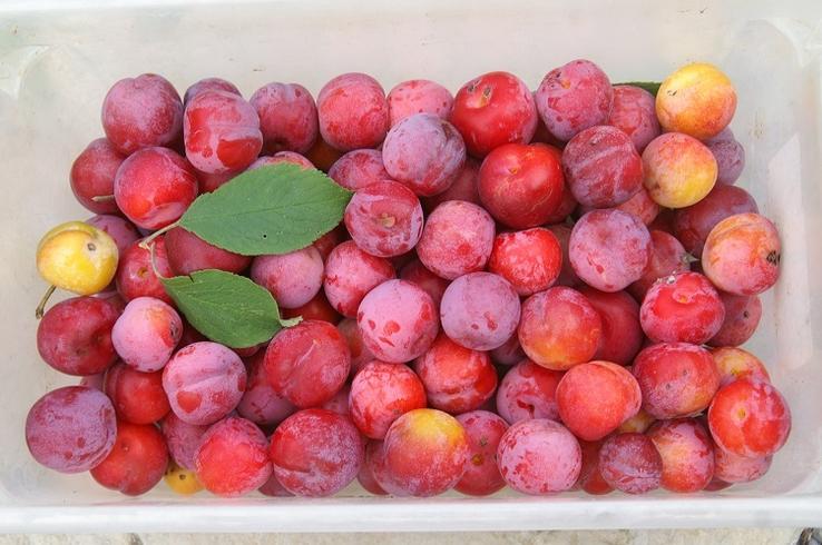 Plum harvest