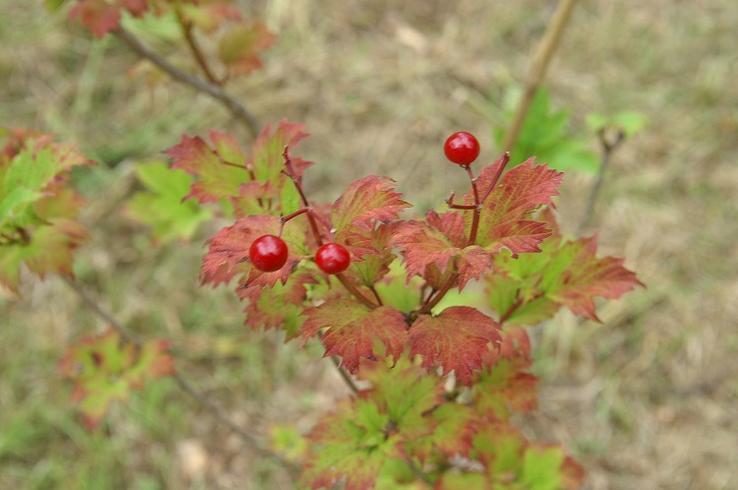 High bush cranberry