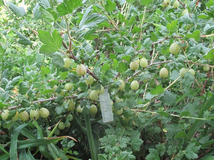 Gooseberry fruits