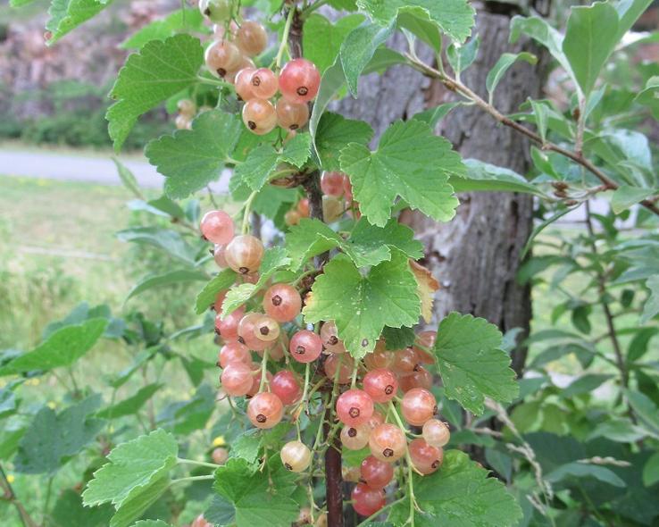 Pink currants