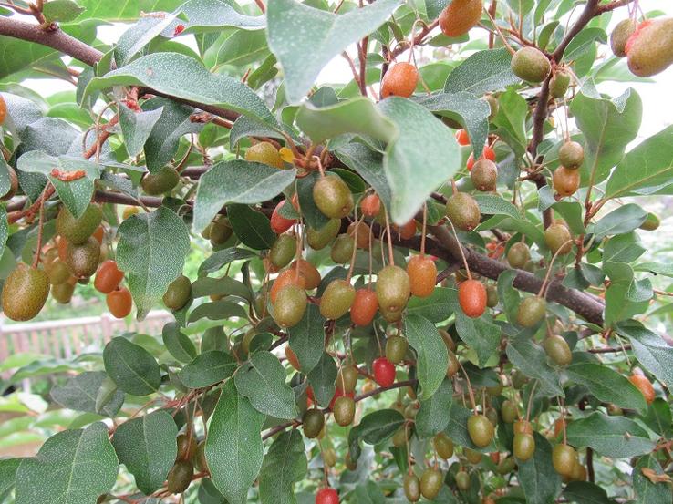 Goumi fruit