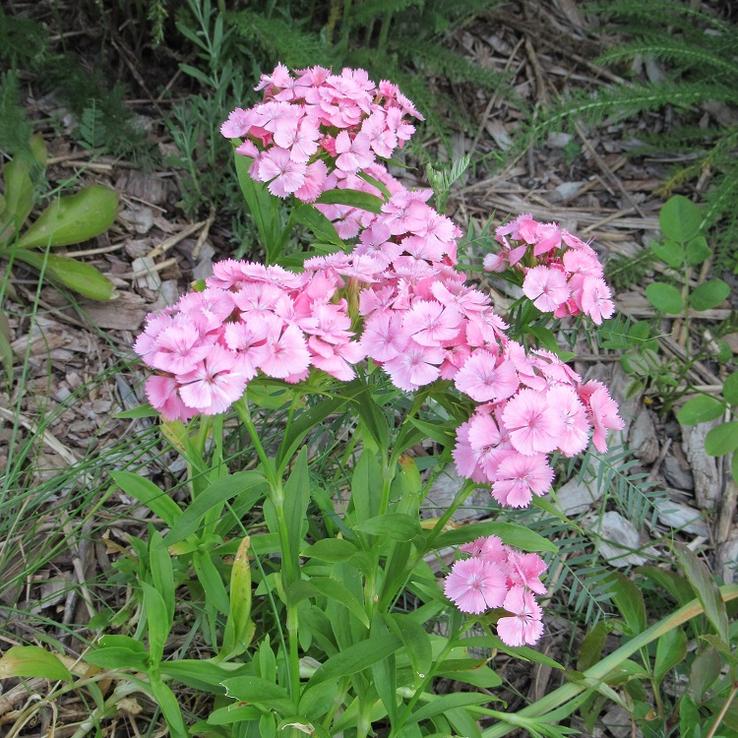 Sweet William