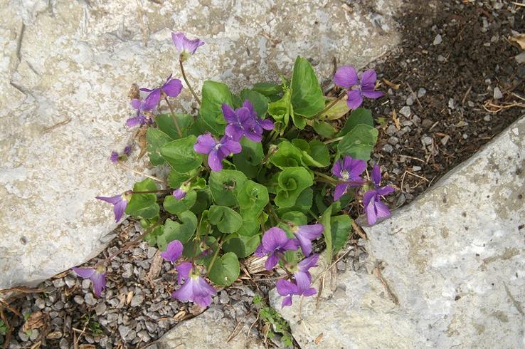 Self seeding violets